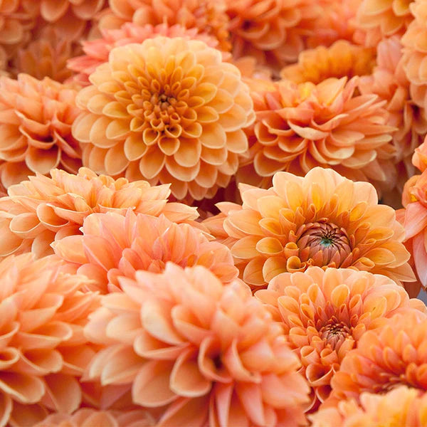 Dahlia Flower Seeds for Planting, 100 - Flower for planting in home garden